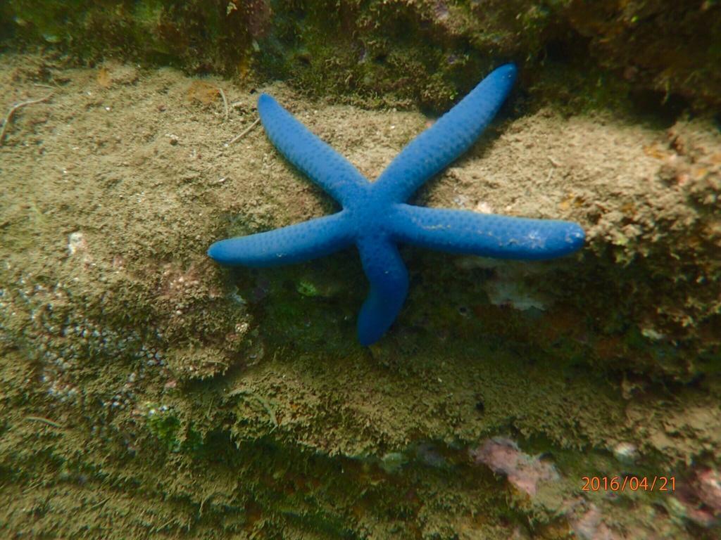 Blue Ocean Sunny Bs Lägenhet Checheng Exteriör bild